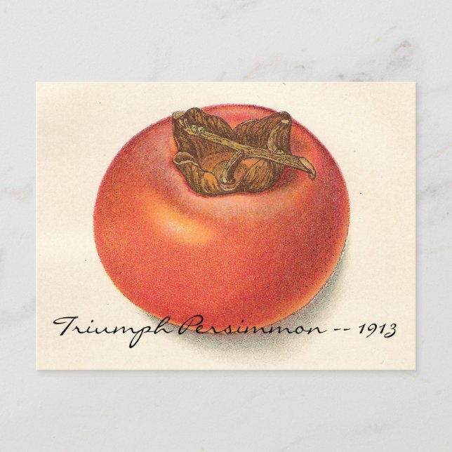 Cartão postal Vintage Persimmon (Frente)