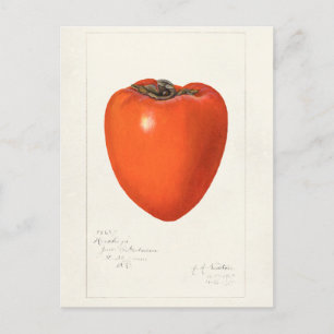 Cartão Postal Vintage Persimmon Fruta Watercolor Painting