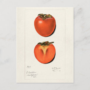 Cartão Postal Vintage Persimmons Fruta Watercolor Painting