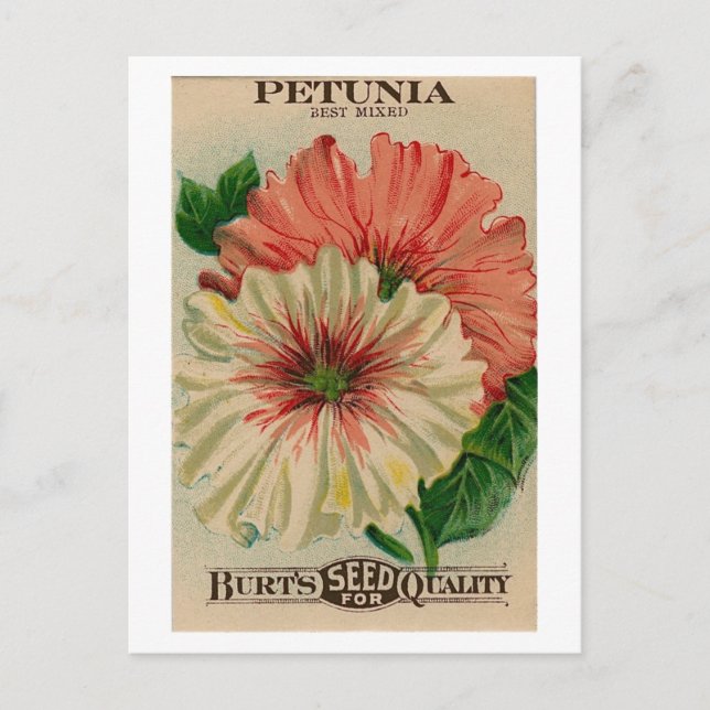 cartão postal vintage petunia (Frente)
