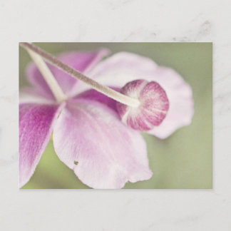 Cartão Postal Vintage Pink