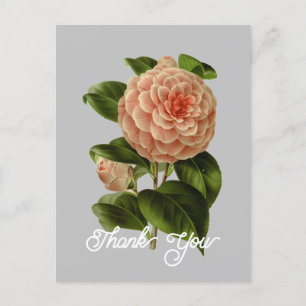 Cartão Postal Vintage Pink Camellia Albino Botti Obrigado