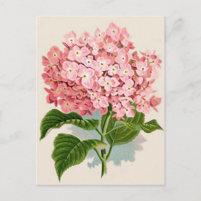Cartão Postal Vintage Pink Hydrangea (Frente)