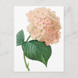 Cartão Postal Vintage Pink Hydrangea Hortensia Flower por Redout