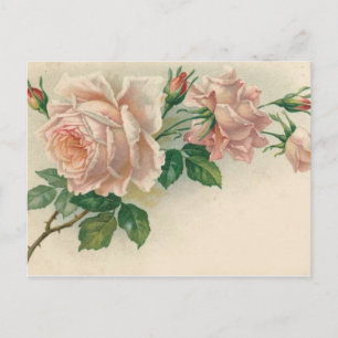 Cartão Postal Vintage Pink Rose