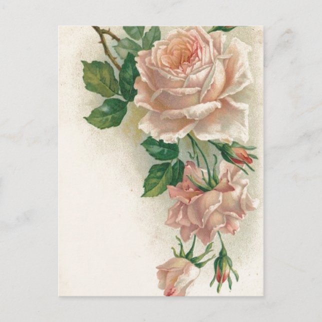 Cartão Postal Vintage Pink Rose (Frente)