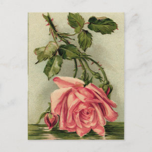 Cartão Postal Vintage Pink Rose