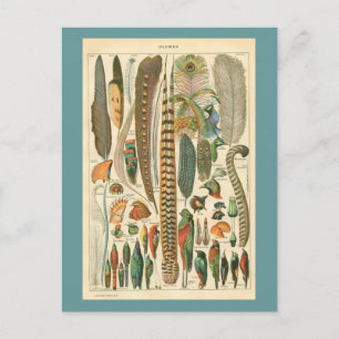 Cartão Postal Vintage Plumas