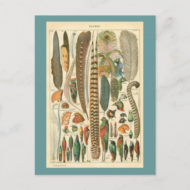 Cartão Postal Vintage Plumas (Frente)
