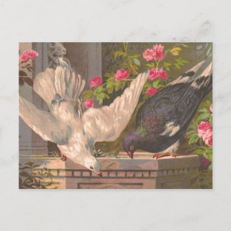 Cartão postal Vintage "Pombo e Porta Branca"