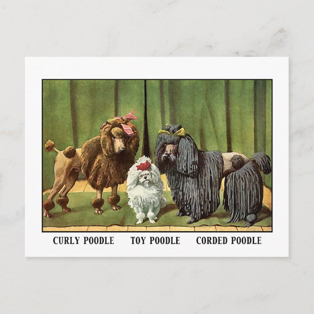 Cartão Postal Vintage Poodles (Frente)