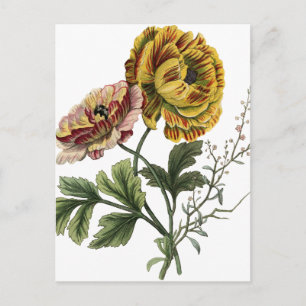 Cartão Postal Vintage Poppy Flowers