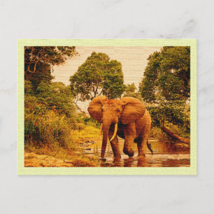 Cartão Postal Vintage Postcard African Elephant