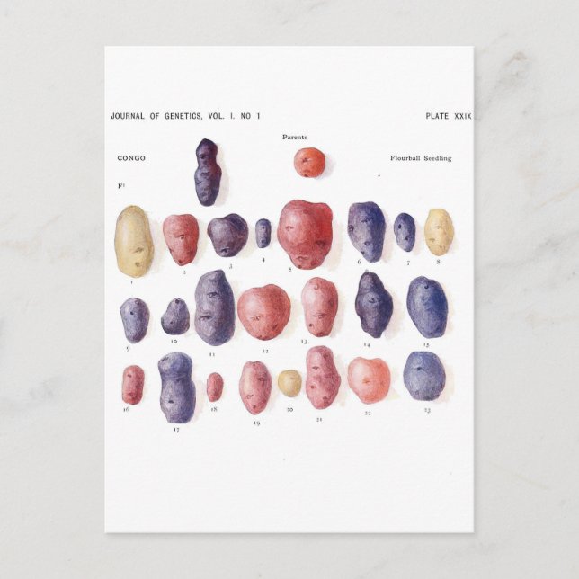 Cartão Postal Vintage Potato Botânico Impressão (Frente)