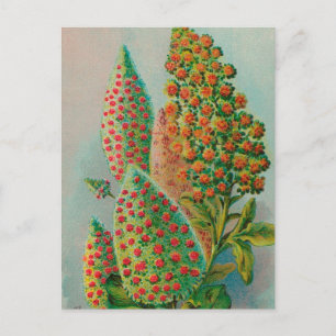 Cartão Postal Vintage : Publicidade agrícola -