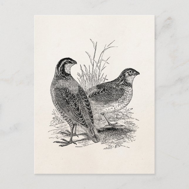 Cartão Postal Vintage Quail Birds - Pássaro Retro Personalizado (Frente)