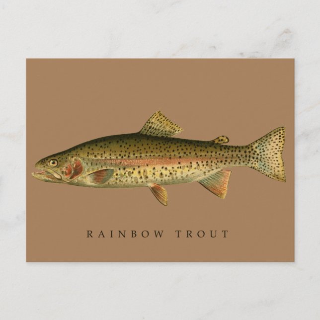 Cartão Postal Vintage Rainbow Trout (Frente)