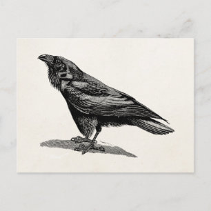 Cartão Postal Vintage Raven Crow Blackbird Illustration