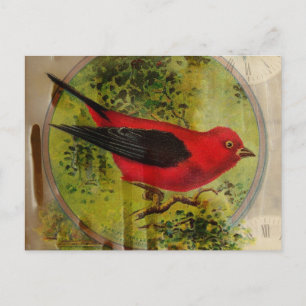 Cartão Postal Vintage Red Bird