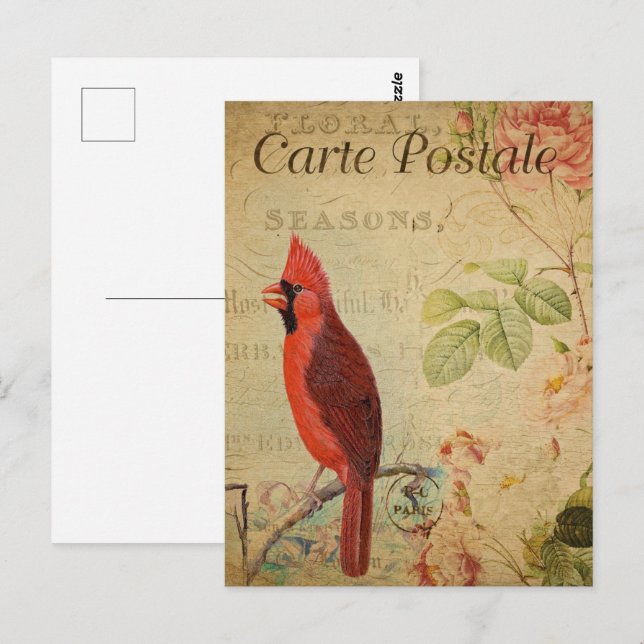 Cartão Postal Vintage Red Cardinal Bird (Frente/Verso)