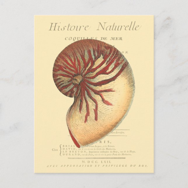 Cartão Postal Vintage Red Conch Shell (Frente)