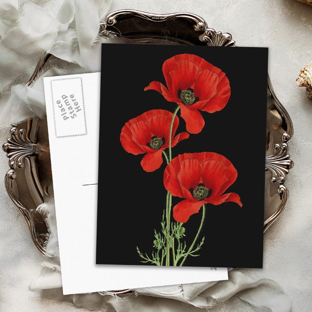 Cartão Postal Vintage Red Poppies Botânico (Criador carregado)