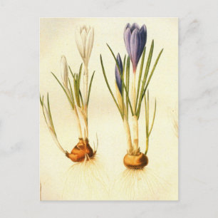 Cartão postal Vintage Redoute Crocus