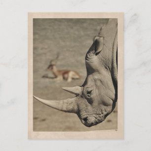 Cartão Postal VIntage Rhino