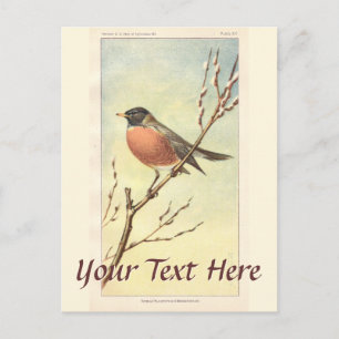 Cartão Postal Vintage Robin Postcard