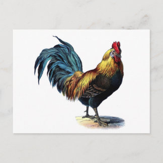 Cartão Postal Vintage Rooster