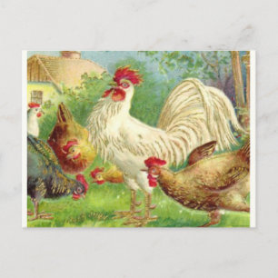 Cartão Postal Vintage Rooster e Galinhas