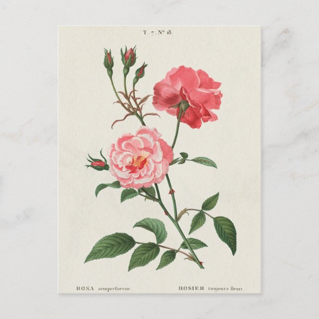 Cartão Postal Vintage Rosa Flowers (Frente)