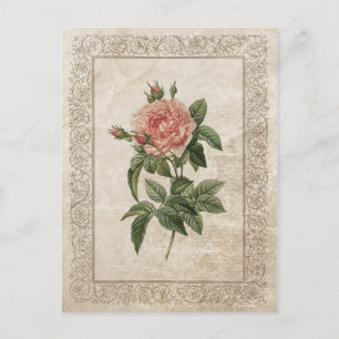 Cartão postal Vintage Rosa I