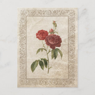 Cartão postal Vintage Rosa II