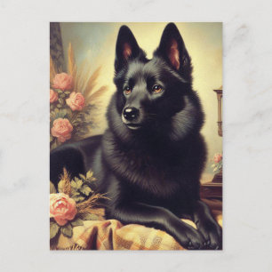 Cartão Postal Vintage Schipperke Dog Painting