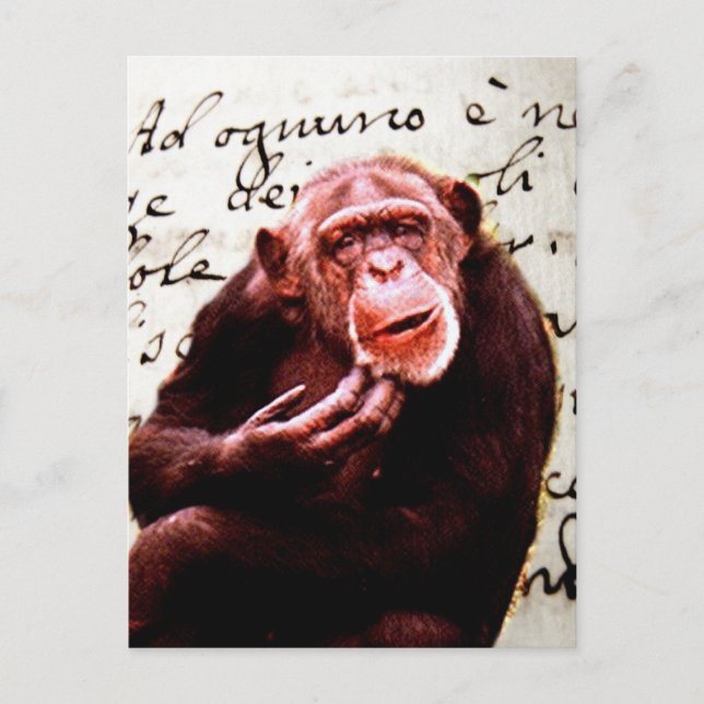 Cartão Postal vintage scripts engraçados Chimpanzé (Frente)