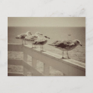 Cartão Postal Vintage Sea Gulls
