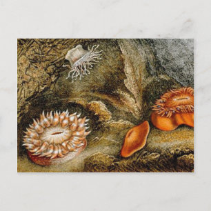 Cartão Postal Vintage Sea Life