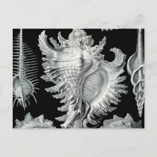 Cartão Postal Vintage Seashell Impressão