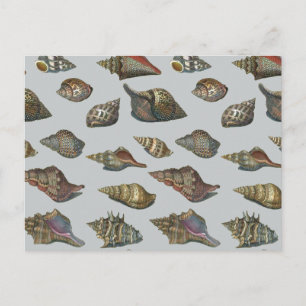 Cartão Postal Vintage Seashells