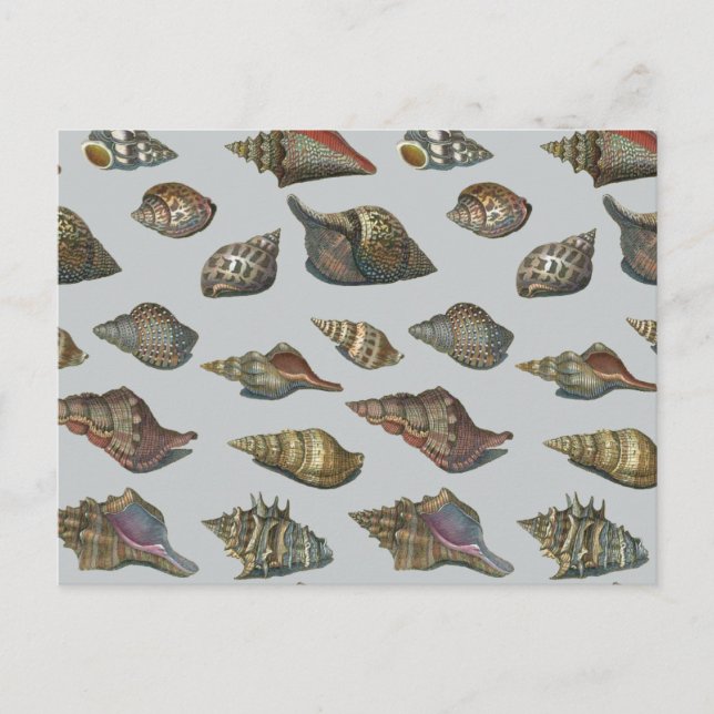 Cartão Postal Vintage Seashells (Frente)