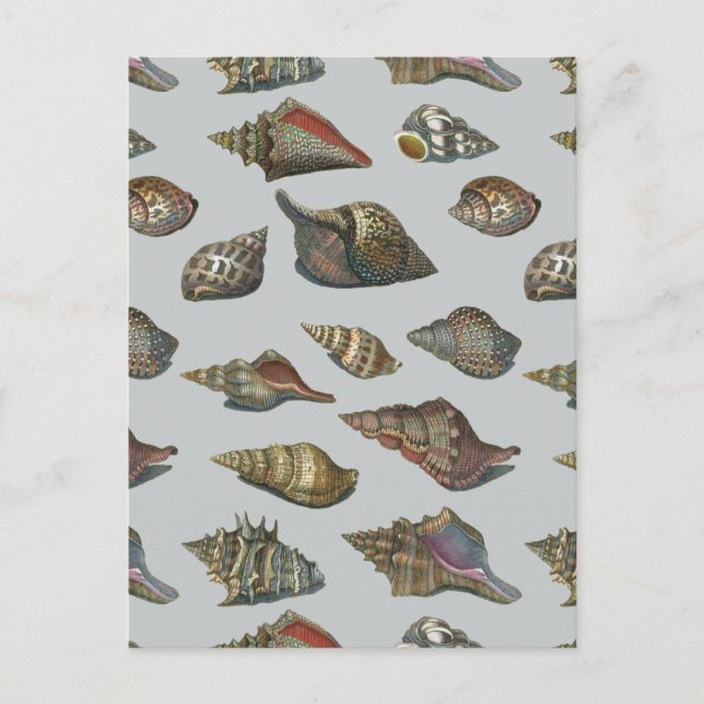 Cartão Postal Vintage Seashells (Frente)