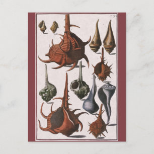 Cartão Postal Vintage Seashells, conchas oceânicas Marinhas
