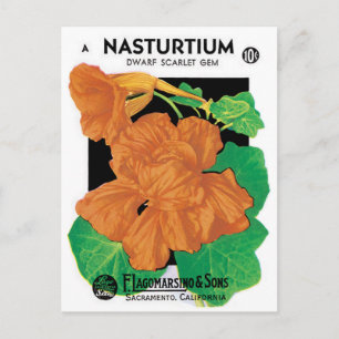 Cartão Postal Vintage Seed Packet Label Art, Nasturtium Flowers