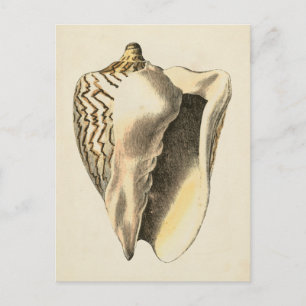 Cartão Postal Vintage Sepia Conch Shell