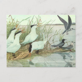 Cartão Postal Vintage Shorbird em um pântano por Louis Fuertes