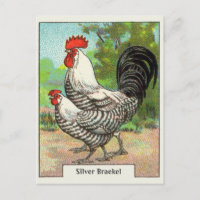 Vintage Silver Braekel Chicken
