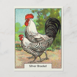 Cartão Postal Vintage Silver Braekel Chicken