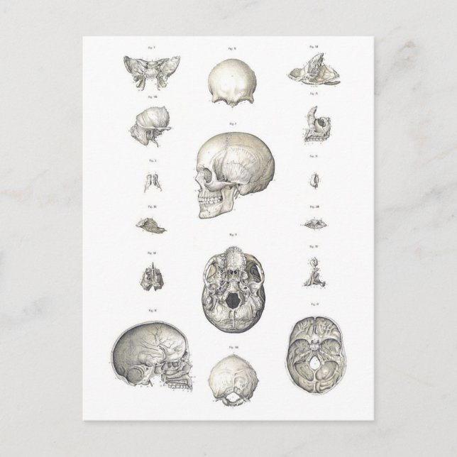 Cartão Postal Vintage Skull e Bones Anatomia (Frente)