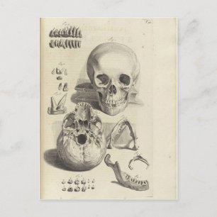Cartão Postal Vintage Skulls